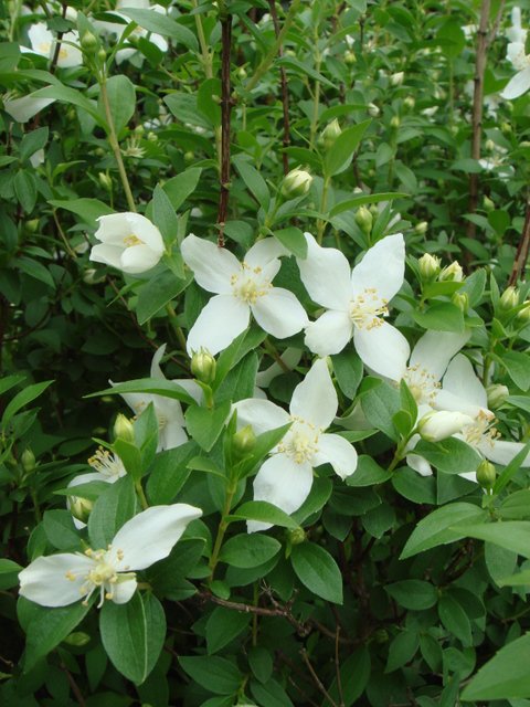 Philadelphus microphyllus fleur P12